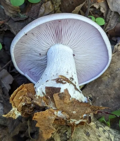 Collybia nuda