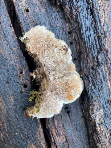 Mossy Maze Polypore (Cerrena unicolor)