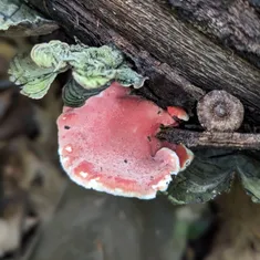 Coral-pink Merulius