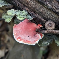 Coral-pink Merulius