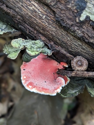 Coral-pink Merulius (Phlebia incarnata)