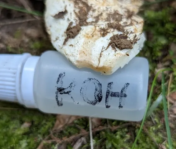 undefined (Russula sp-NE02)