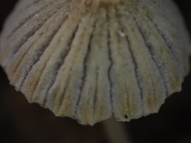 Trooping Crumble Cap (Coprinellus disseminatus)