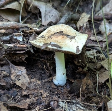 Sweet-Smelling Fibercap (Inocybe dulciolens)
