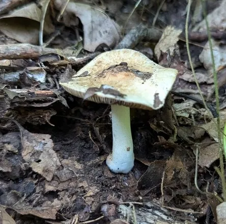 Sweet-Smelling Fibercap (Inocybe dulciolens)