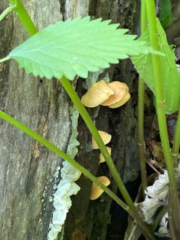 Saffron Oysterling (Crepidotus crocophyllus)