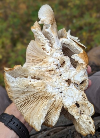 Common Oyster (Pleurotus ostreatus)