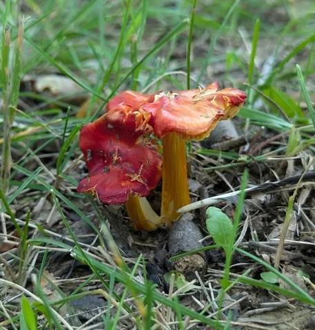 Small-Spored Sunset Waxycap (Hygrocybe acutoconica var. microspora)