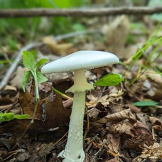 Great Felt Skirt Destroying Angel