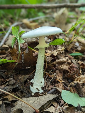 Great Felt Skirt Destroying Angel (Amanita magnivelaris)