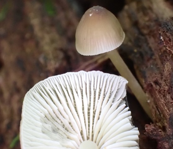 Mycena sp. 'IN10'