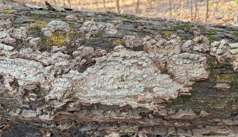 Dentocorticium portoricense