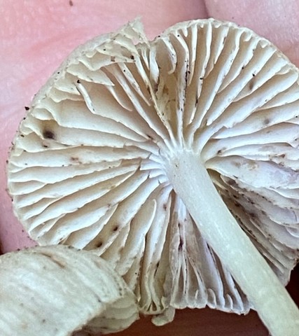 Clustered Bonnet (Mycena sp. 'inclinata-IN01')