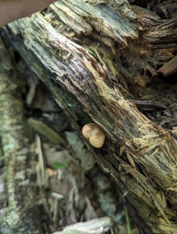 Saffron Oysterling (Crepidotus crocophyllus)