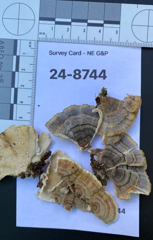 Turkey Tail (Trametes versicolor)
