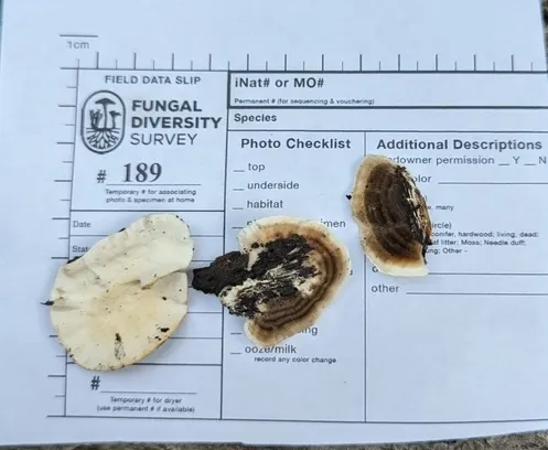 Turkey Tail (Trametes versicolor)