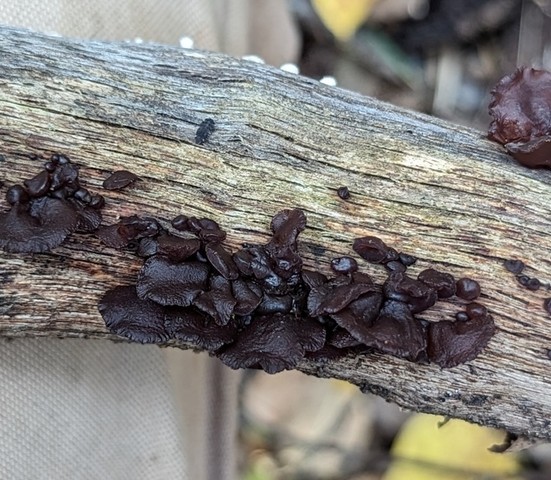 American Amber Jelly Fungus (Exidia crenata)