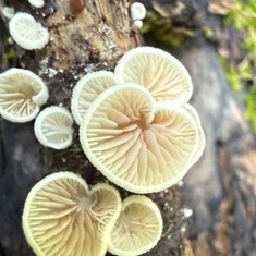 Oysterlings