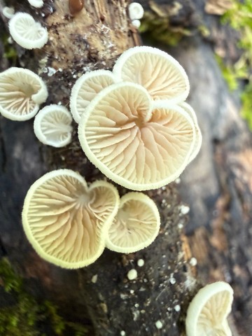 Crepidotus spp.