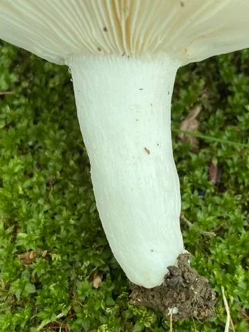 undefined (Russula sp-IN65)