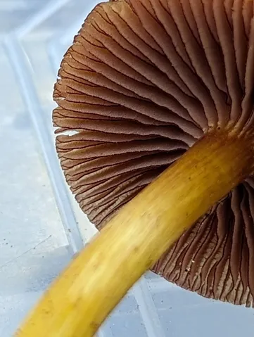 undefined (Mycena sp. 'IN6' (Mycena rutilantiformis))