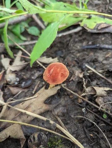 Gilled Bolete (Phylloporus sp-NE01)