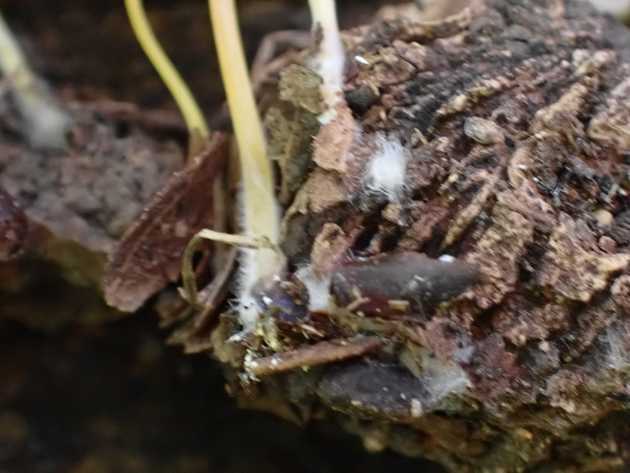 Stem