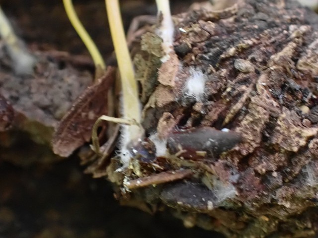 Walnut Mycena (Mycena crocea)