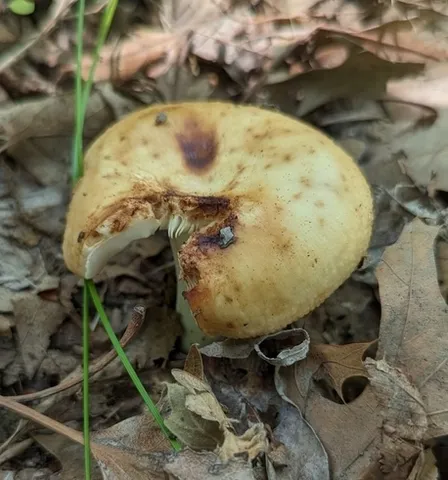 Russula sp-IN44
