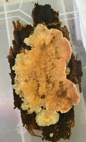 Trembling Crust (Merulius tremellosus)