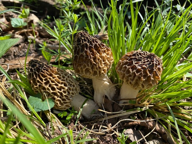 Common Morel (Morchella americana)