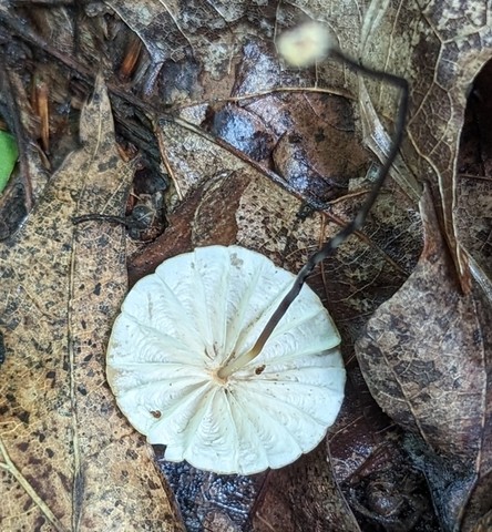 Rusty Pinwheel (Marasmius fulvoferrugineus)