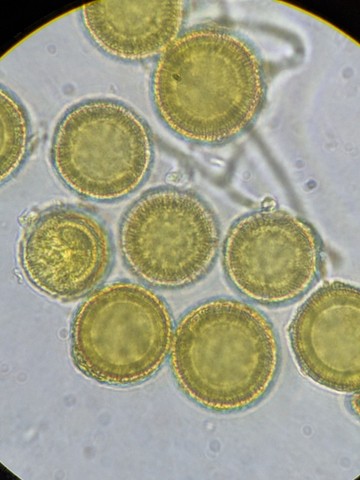 undefined (Elaphomyces sp.)