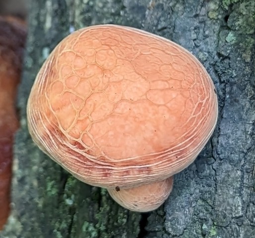 Wrinkled Peach (Rhodotus reticeps)