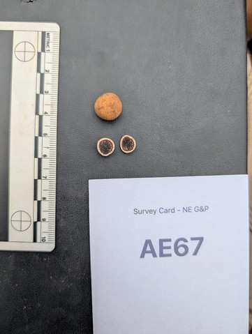 undefined (Elaphomyces sp.)