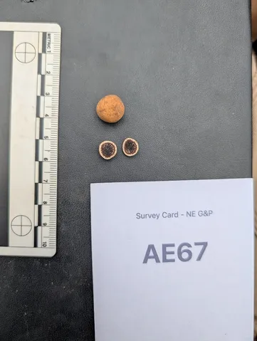 undefined (Elaphomyces spp.)