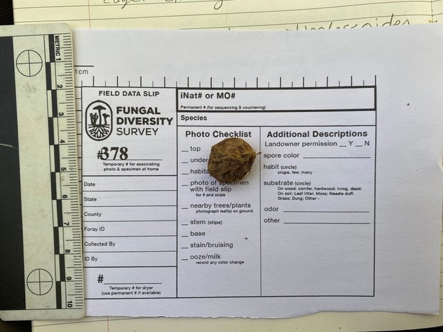 undefined (Elaphomyces sp.)