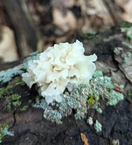 Snow Fungus (Tremella fuciformis)