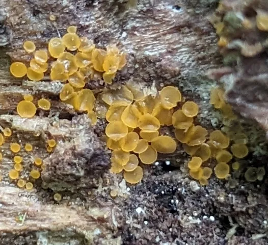 Glasscup (Orbilia xanthostigma)