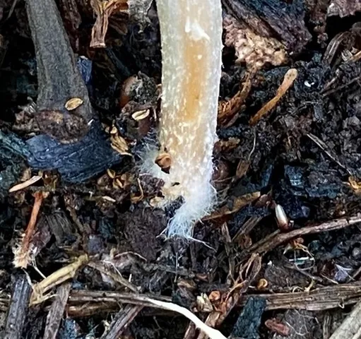 Pale Brittlestem (Candolleomyces candolleanus)
