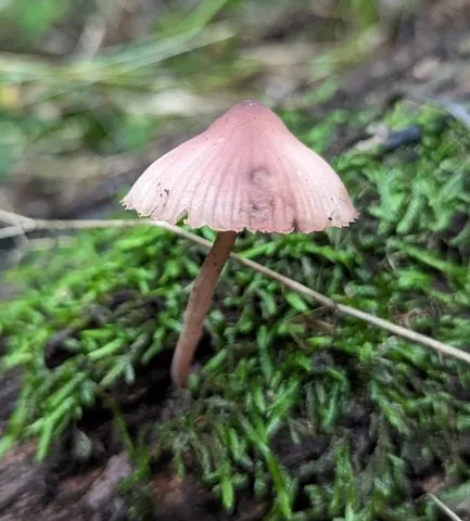 Bleeding Fairy Helmet (Mycena sp. 'haematopus-IN01')