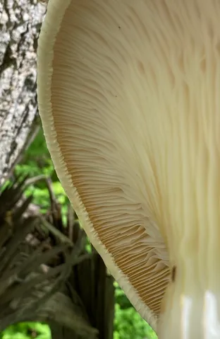Lynx Paw Oyster (Pleurotus levis)