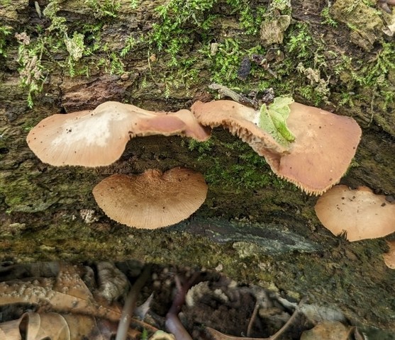 Saffron Oysterling (Crepidotus crocophyllus)