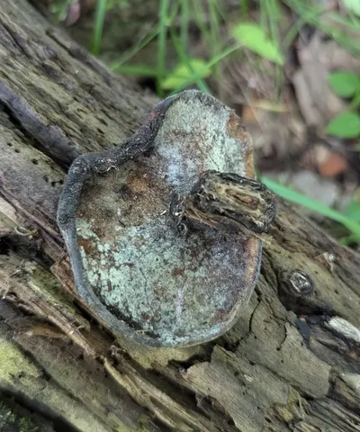 Bay Polypore (Picipes badius)