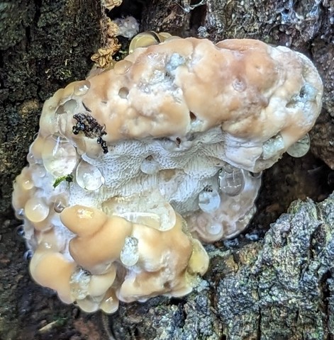 Green Cheese Polypore (Fomitopsis spraguei)