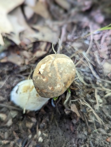 Atkinson's Bolete (Boletus atkinsonii)