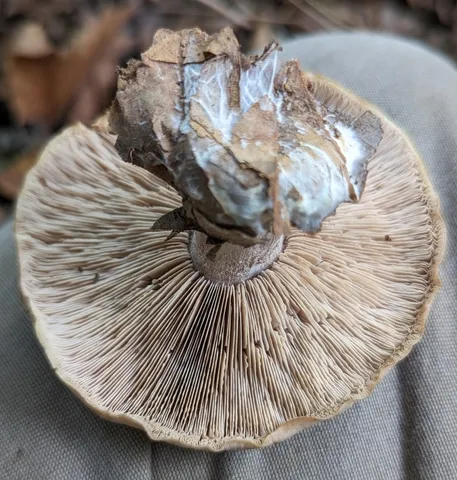 Blewit (Collybia nuda)