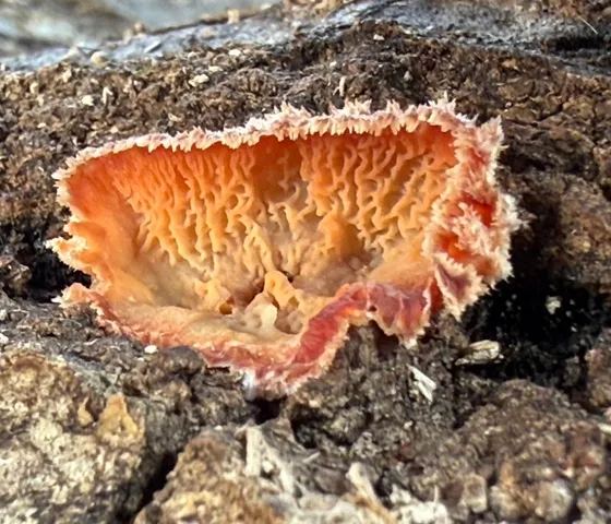 Trembling Crust (Merulius tremellosus)