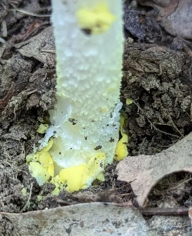 Yellow Patches (Amanita flavoconia)