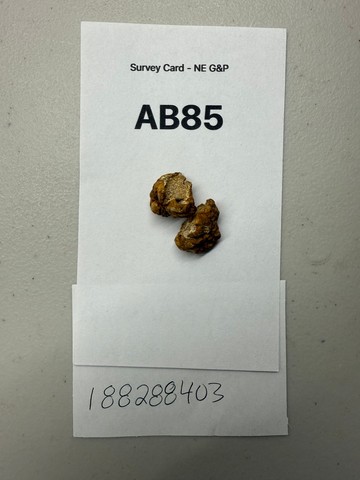 Truffles (Tuber sp.)